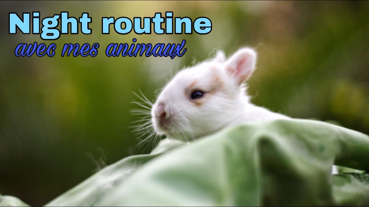 Night routine avec mes animaux spécial confinement !