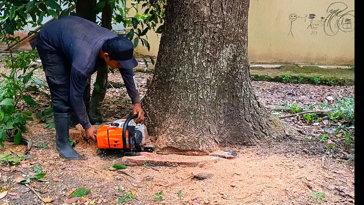 disaster anticipation..‼️cutting trees risks falling on houses during
