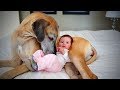 Nanny Dogs🐶👶Cute Dogs as Babysitter(Full) [Epic Life]