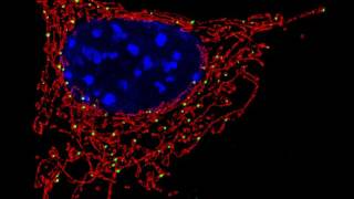 Mitochondrial Meditation - Unleash The Energy From Your Mitochondria