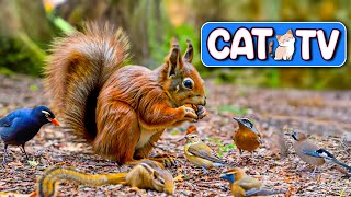 CAT TV  Squirrels and Birds Compete For Food  Helps Cats Reduce Stress  3 Hours