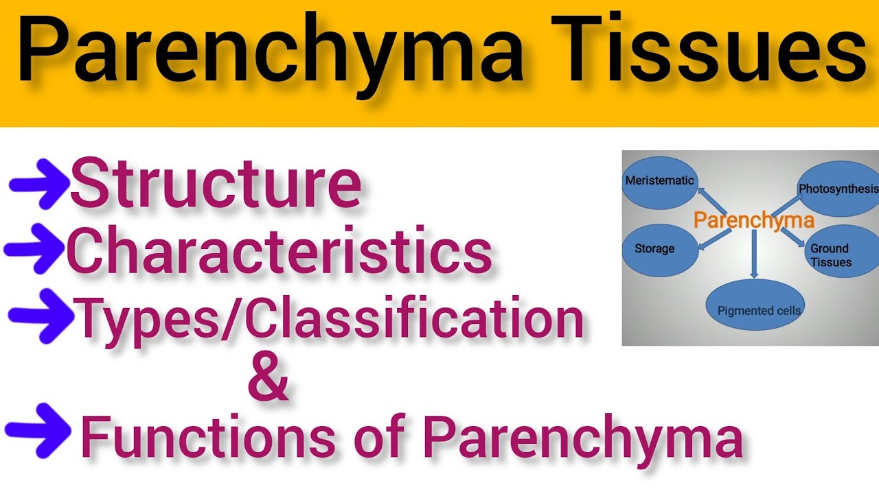 Parenchyma Tissue Structure And Functions Parenchyma Types YouTube Parenchyma Tissue Structure And Functions Parenchyma Types YouTube