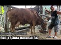 Sapi Melahirkan Yang Punya Kegirangan || Beli Sapi Indukan 17 Juta Sudah Beranak 3X