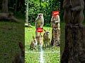 khargosh aur hiran ka race #ai #cartoon #motivation #animation #shorts #video