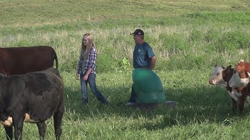 Programming Your Cow Herd for Success