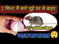ब न दव ई प य ज स च ह भग न क घर ल तर क Rid Of Mouse Chuhe Bhagane Ka Tarika Kitchen Tips