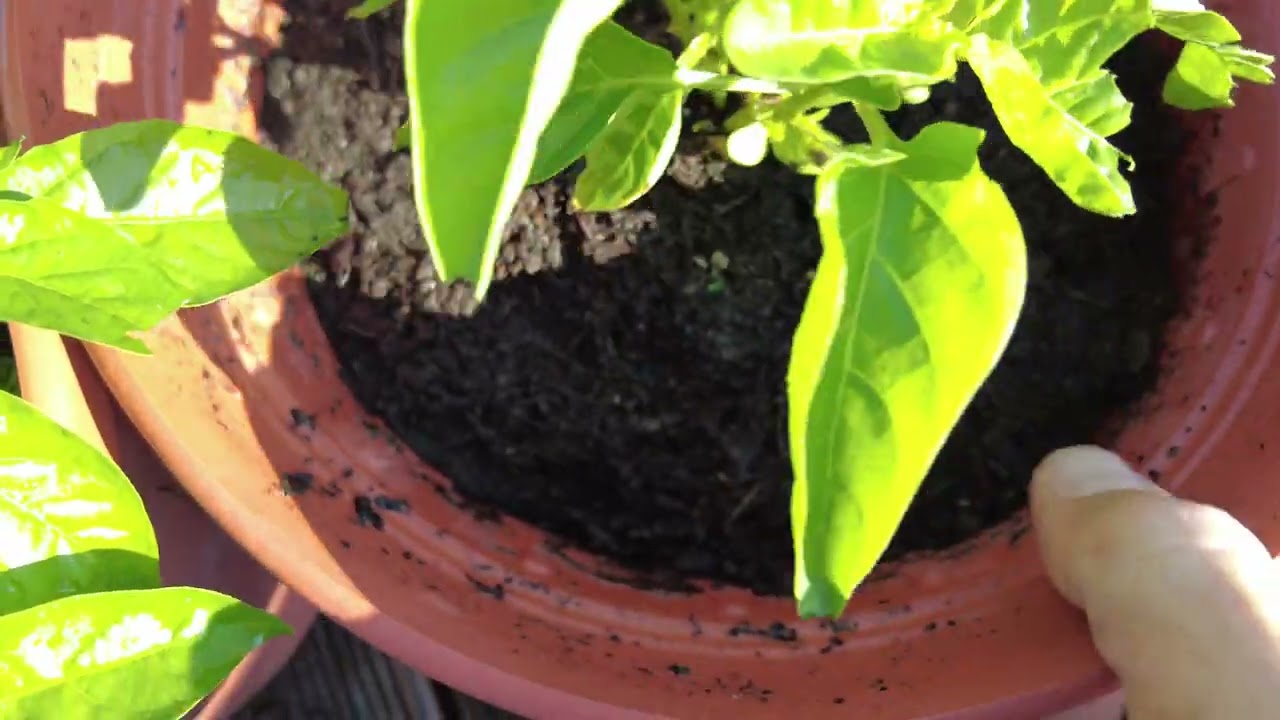 Wer frisst meine Chilis? Fraßspuren richtig erkennen