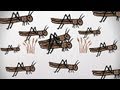Locusts: Impact and Control Methods