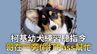 柯基幼犬練習聽指令　哥在一旁偷打Pass幫忙｜#寵物雲