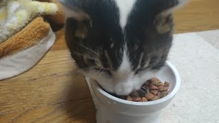 うちの猫達がご飯食べてるだけの動画 #キジトラ #シロキジ #猫のいる暮らし