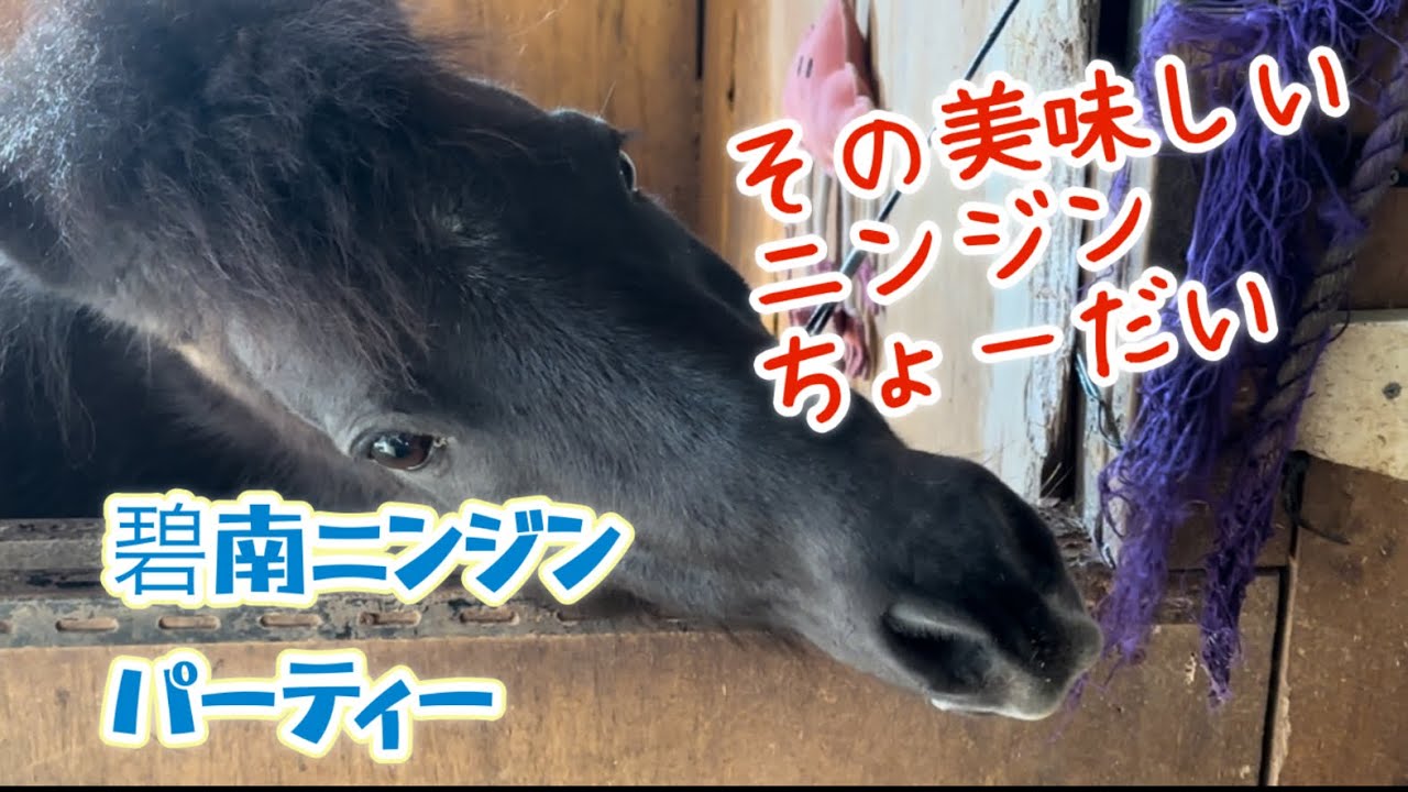 碧南ニンジンパーティーとオマケあんず　「ミラサラ」感謝動画