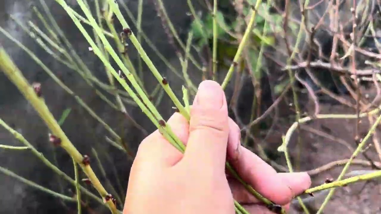 30/11 (18/01)- Thời điểm lý tưởng để trồng phôi đào 2027, năm nay nên cắt tỉa phôi đào sớm