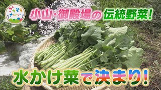 ごちそうカントリー～御殿場・小山の伝統野菜「水かけ菜」～ - YouTube