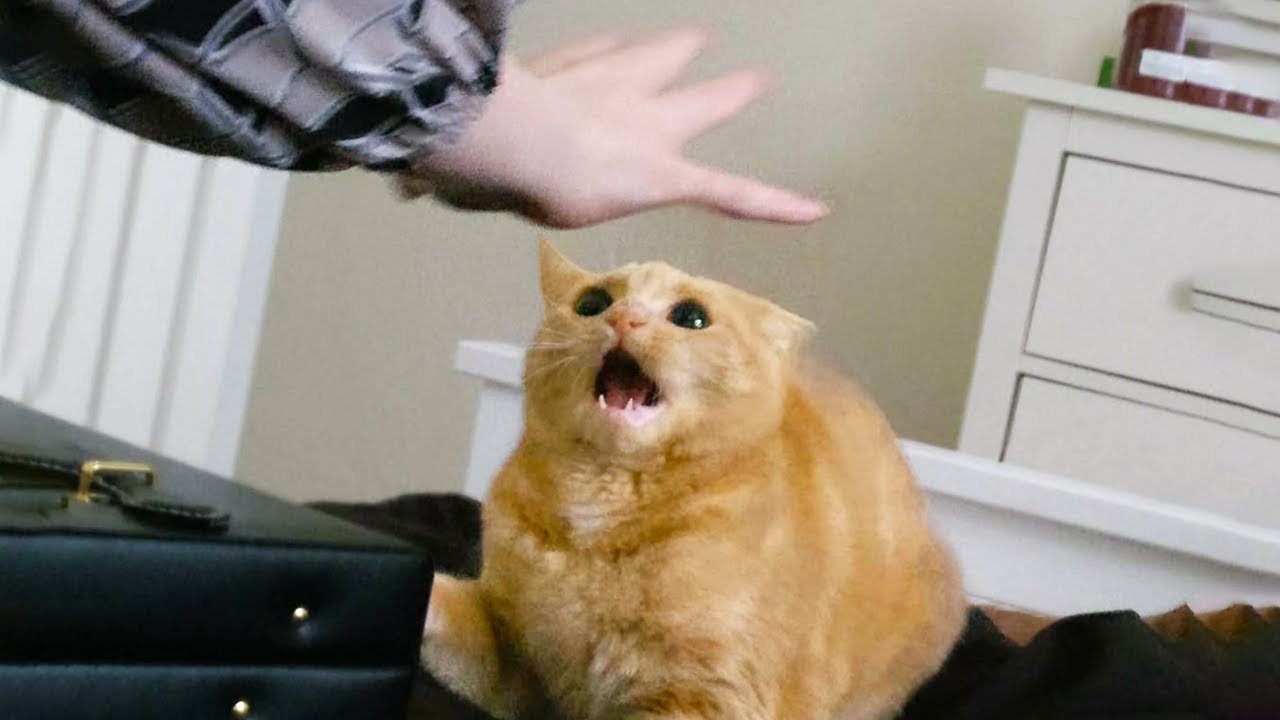 Funniest Cats Videos 2025 😼 Try Not To Laugh 😹