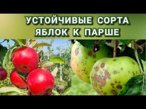 ИММУННЫЕ СОРТА ЯБЛОНЬ К ПАРШЕ / УСТОЙЧИВЫЕ СОРТА ЯБЛОНЬ К ПАРШЕ