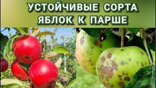 ИММУННЫЕ СОРТА ЯБЛОНЬ К ПАРШЕ / УСТОЙЧИВЫЕ СОРТА ЯБЛОНЬ К ПАРШЕ