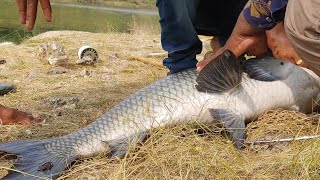 Unbelievable big Monster fish | katla fish| Bocha fishing |Singhshikaar | Hyderabad fishing.