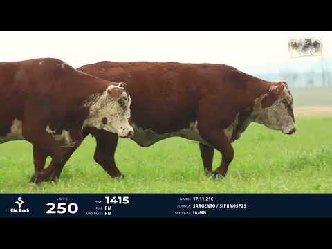 LOTE 250   TAT 1185, 1415 F Braford