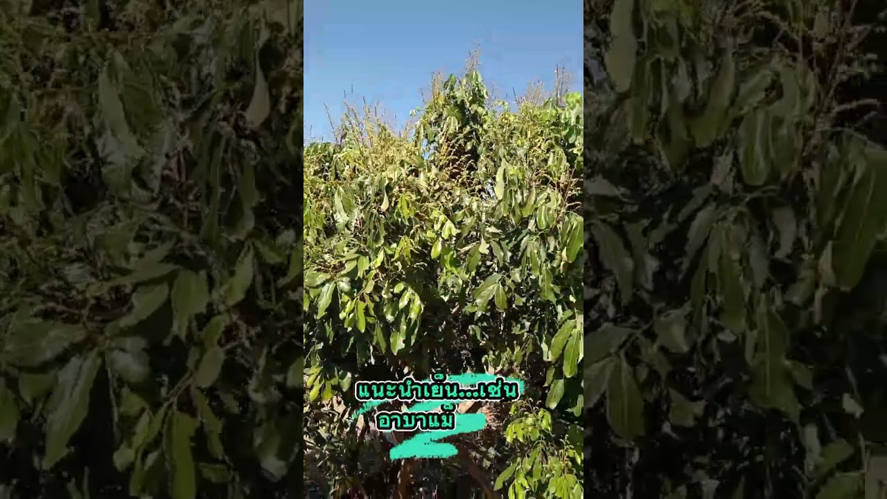 เปิดตาดอดลำไยใน​ฤดู​ปี68  ติดตามผลงาน​ชมสวนลำไยลำพูน​