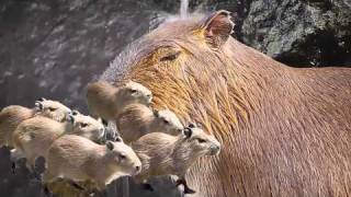 Song A Day #774: Deep Thoughts With A Capybara