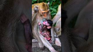 Download Mp3 Wow!! Itโs So Beautiful BBY | Monkey kaka | Gudang lagu Download Mp3 Wow!! Itโs So Beautiful BBY | Monkey kaka |
