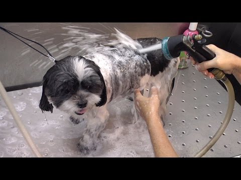 pets clinic