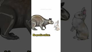 El Conejo Más Grande De La Historia