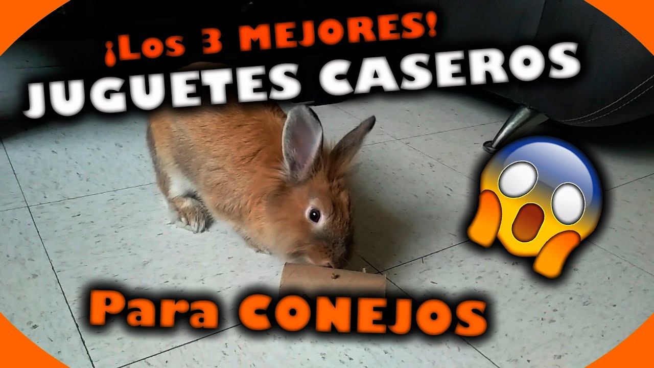 Cómo Hacer Juguetes Para Conejos En Casa - Ideas Sencillas Que Ellos  Amarán!