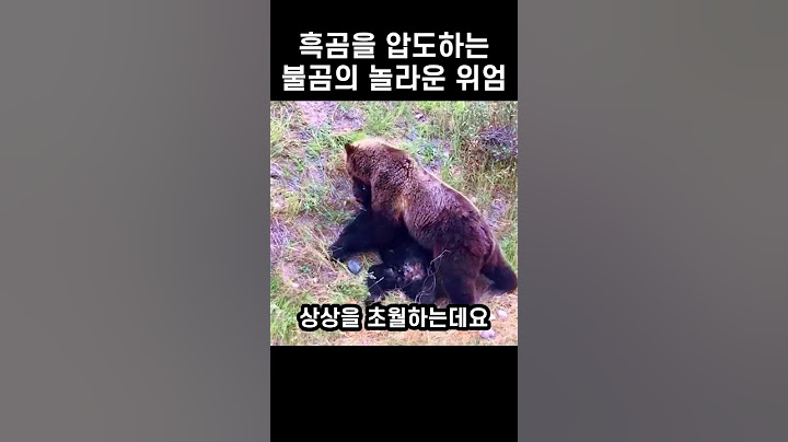 그리즐리 회색곰과 마주친 흑곰의 충격적인 결말