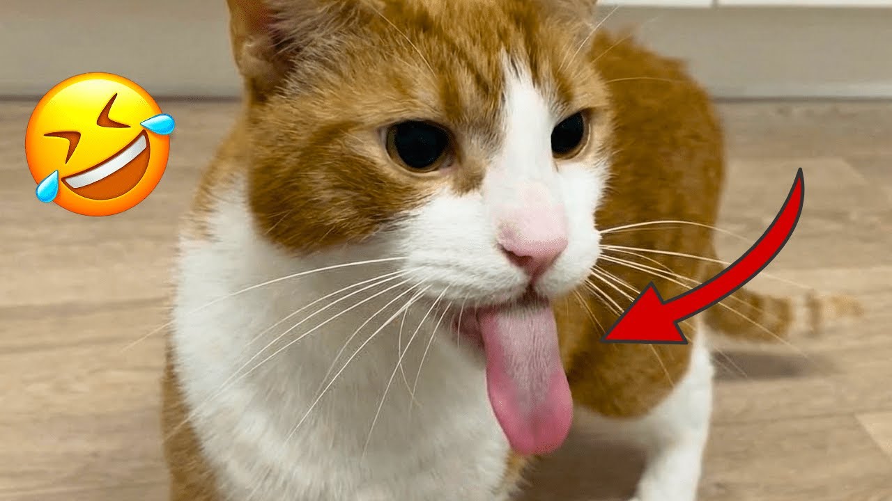 Funniest Cats on the Internet 2025 😹 Epic Cat Moments - YouTube