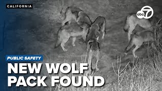 New wolf pack confirmed in Northern California, wildlife officials say