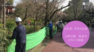 上野公園のさくら通りに立ち入り制限のネットを設置