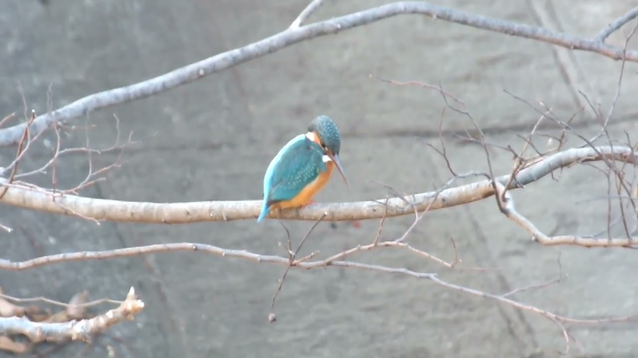 カワセミ動画その218(k2025 12 18 v) - YouTube