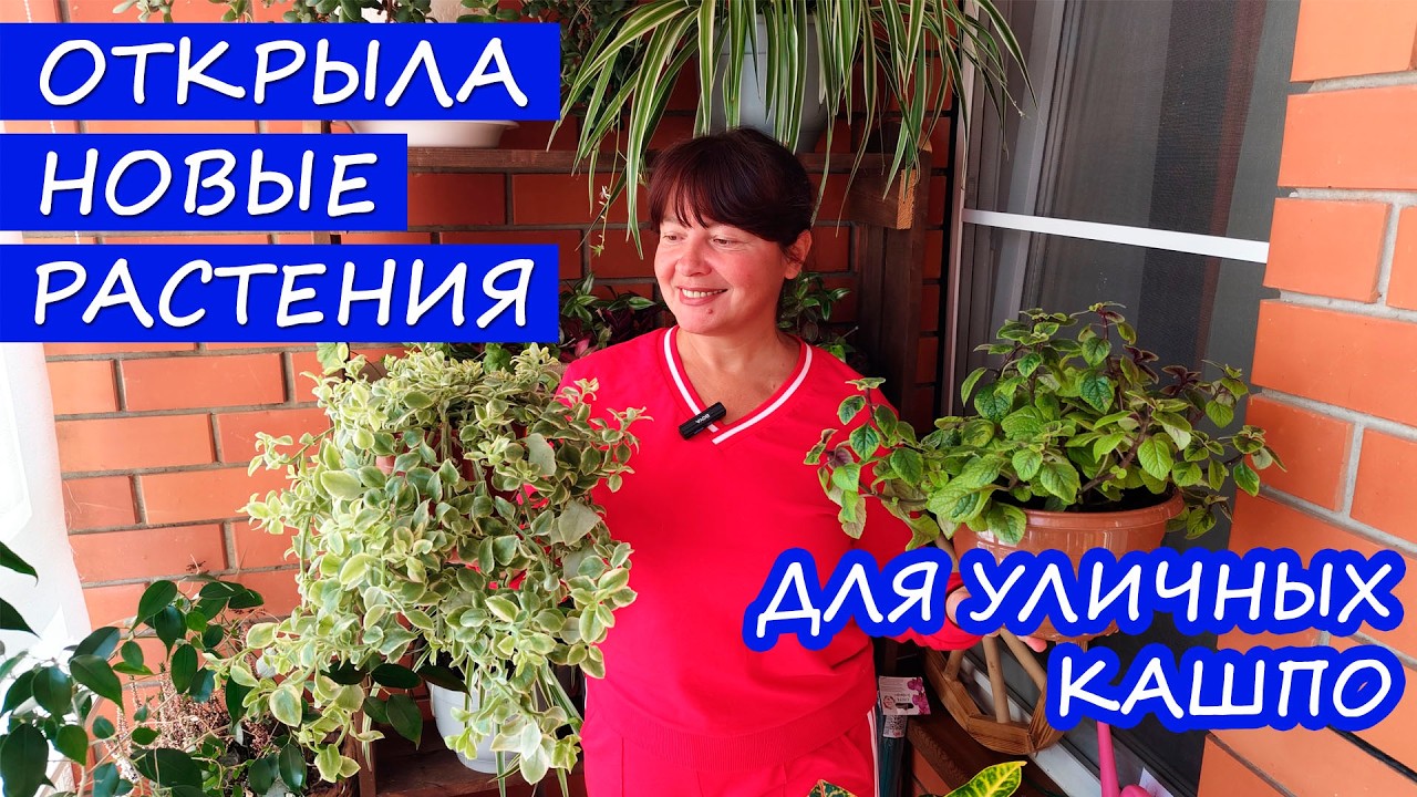 Новые РАСТЕНИЯ для УЛИЧНЫХ КАШПО в сад! Черенкование в верховой торф. Блины и орхидеи!