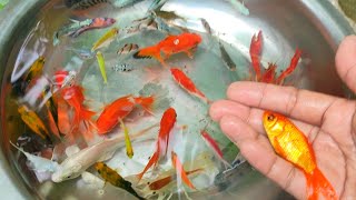 Find Colorful Ornamental fish, Goldfish betta fish, Catfish, lobster, koi fish, animals Videos