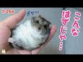 育て方を間違えた結果、野生の本能を忘れてしまったハムスター。