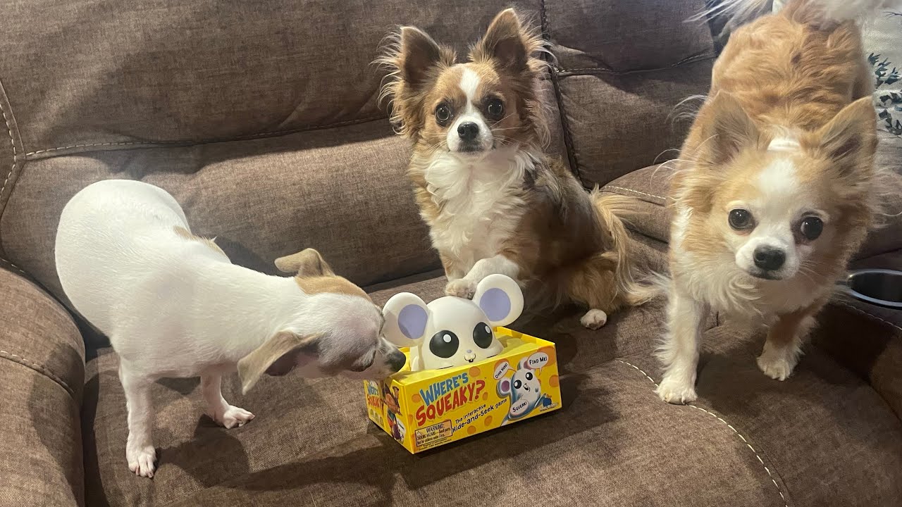 Новая любимая игра для развития собаки! Прятки с игрой «Где Сквики?!»