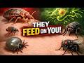 The Most Dangerous Tiny Bugs You Never See Coming