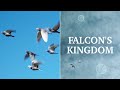In the Falcon's Kingdom - Racing Pigeons at Extreme Altitude