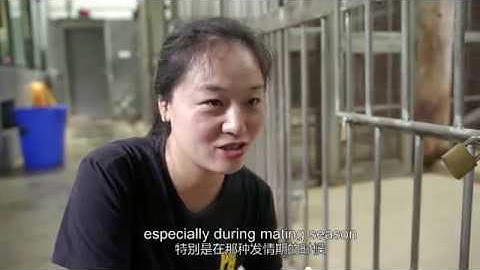 Incredible China Episode 1 - China Giant Panda