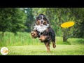 Anti Anxiety Music for Dogs: 12 Hours of Dog TV & Fun Entertainment for Bored Dogs with Dog Music