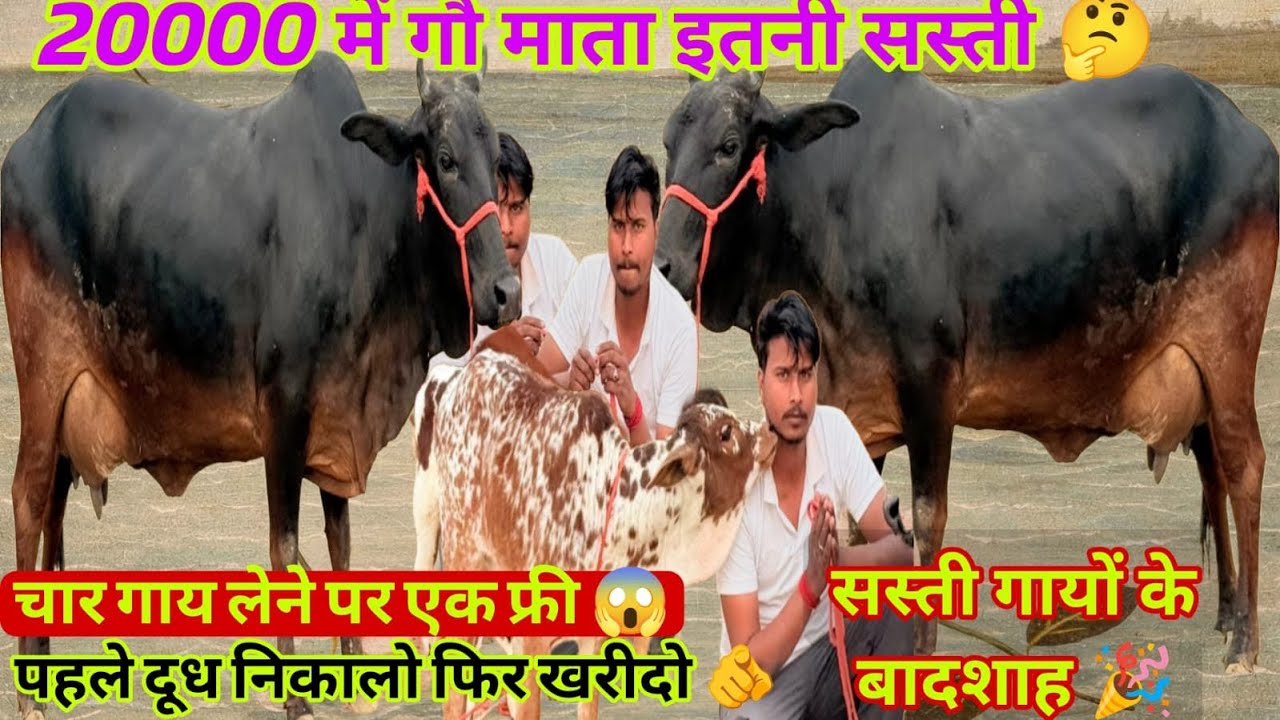 सस्ती 🐄 इधर मिलेगी 🫵 20000 में 12 लीटर की 🤔 साथ में बछड़ी 😱 चार गाय पर एक फ्री 🚚 ऑफलाइन डील ☝️