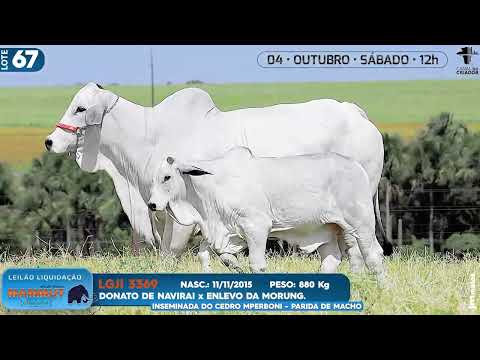 LOTE 67   LGJI 3369