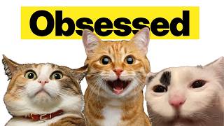 5 reasons why the internet loves cats