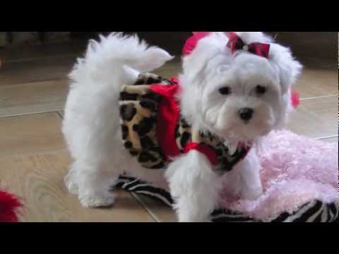 Teacup Maltese ADORABLE LOVING LORI! Dallas Texas Maltese ...