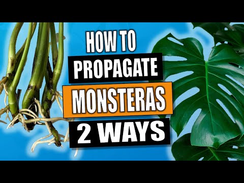 Monstera Propagation: 2 Ways To Propagate Monstera Deliciosa