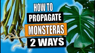 Monstera Propagation: 2 Ways to Propagate Monstera Deliciosa