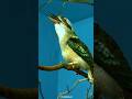 কুকাবুরা Kookaburra #কুকাবুরা #kookaburra #ytsubal8