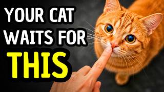 Your Cat Isnt Aloof Youre Speaking Their Language Wrong