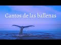 Cantos cetáceos ✨ ballenas jorobadas ✨ cantos sanadores y terapéuticos